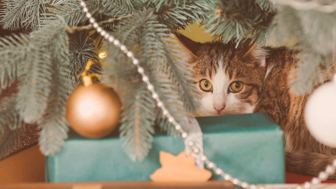 Christmas Safety Tips for Cats