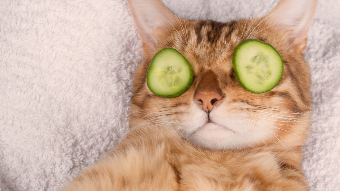 5 Purrfect Ways to Keep Your Cat Happy & Healthy