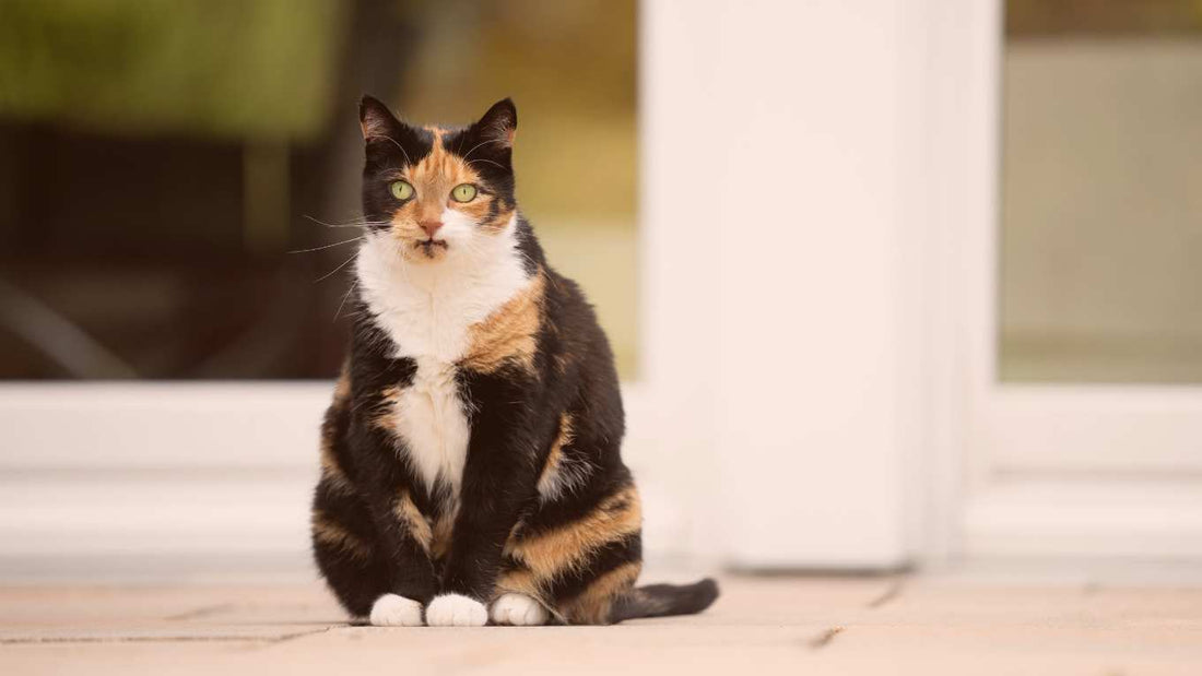 Is Your Cat Getting Too Chonky? Understanding and Tackling Cat Obesity