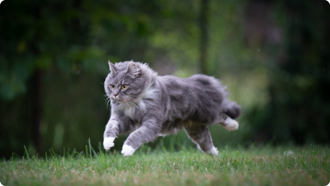 Why Do Cats Have the 'Zoomies'?