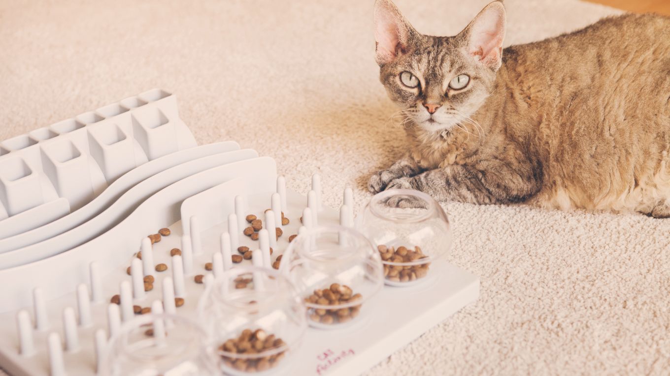 Cat Image